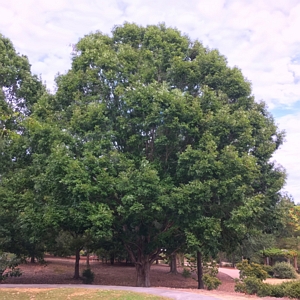 White Oak Tree 